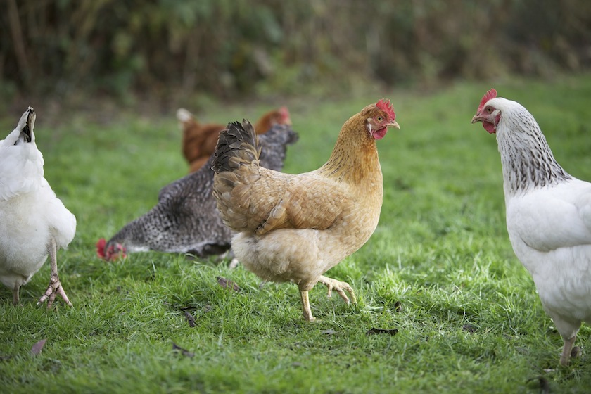 Free range chickens