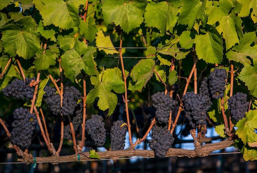 Exploring California's Sonoma County