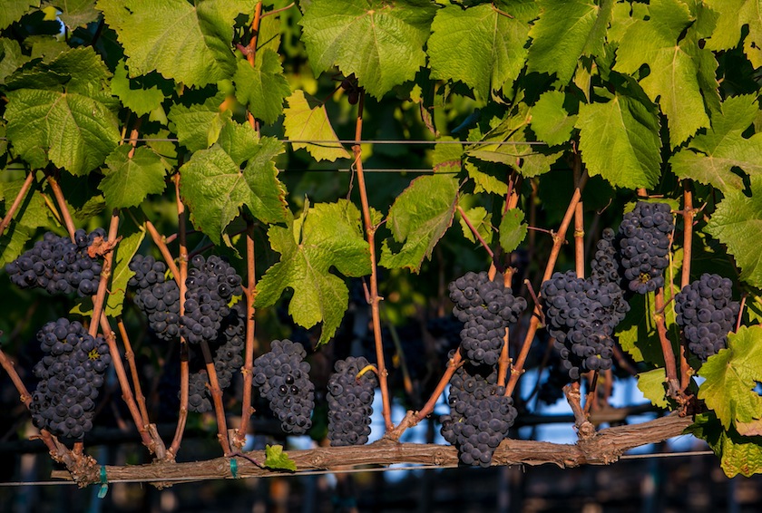 Exploring California's Sonoma County