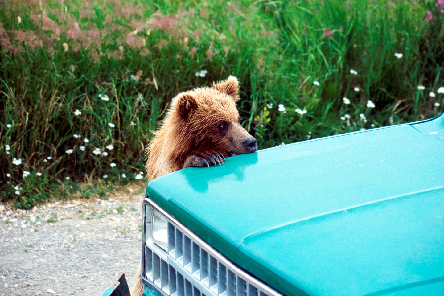 Brown Bear, Ursus arctos horribilis, Cub Playing on a car