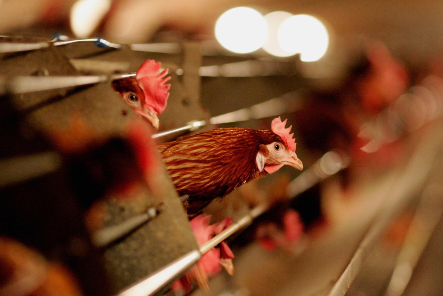 The bird flu outbreak is bad for food companies, but it’s not a public health crisis — here’s why