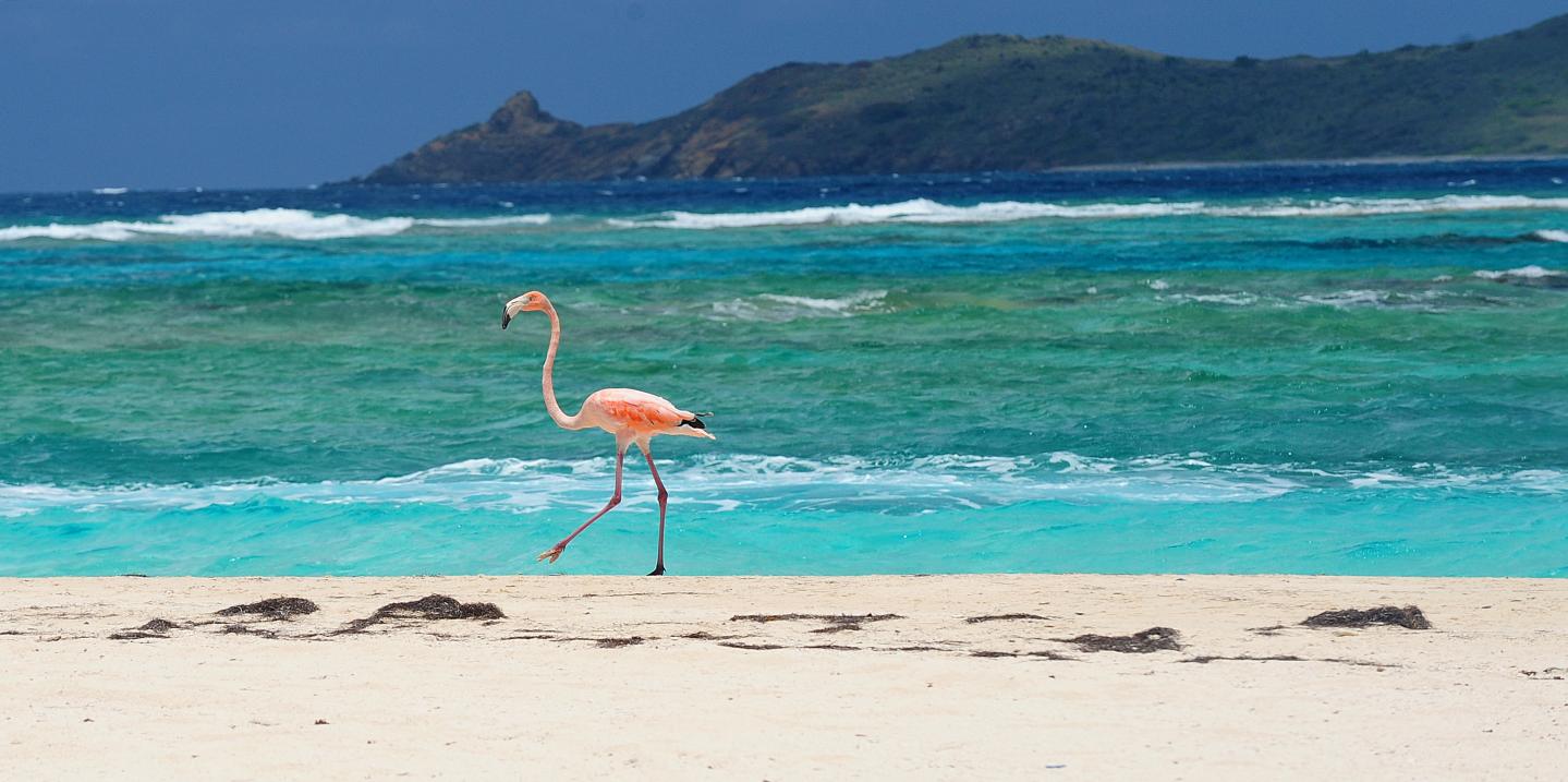 Caribbean Conservation Summit