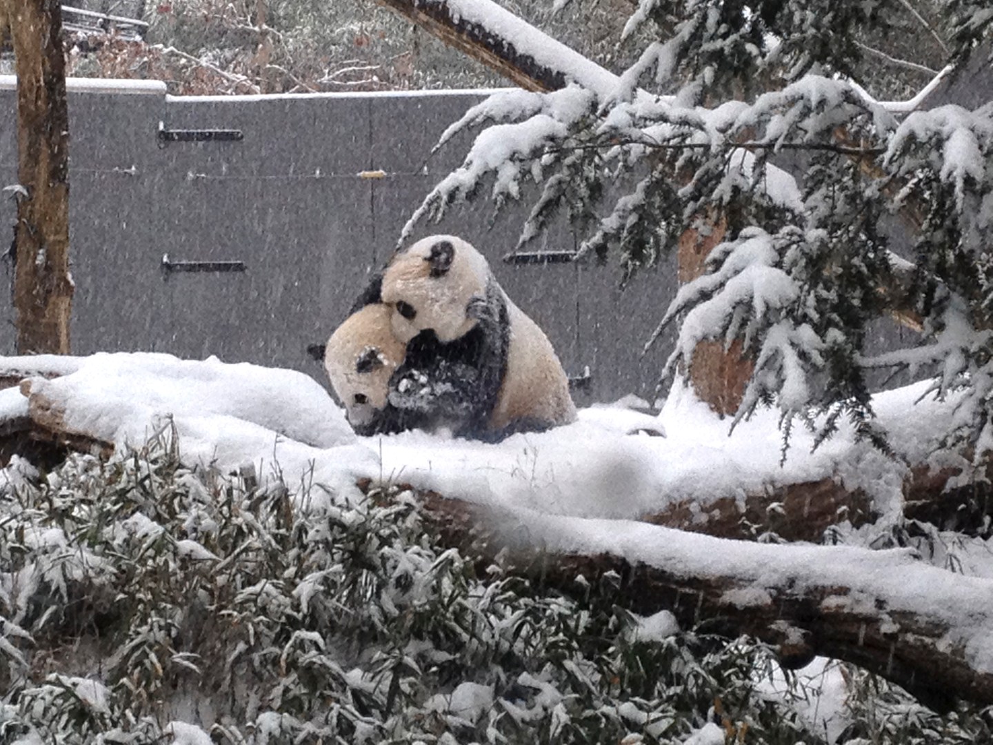 Sixteen-month-old Giant panda cub Bao Bao plays in the snow with her mother Mei Xiang at the Smithsonian's National Zoo in Washington