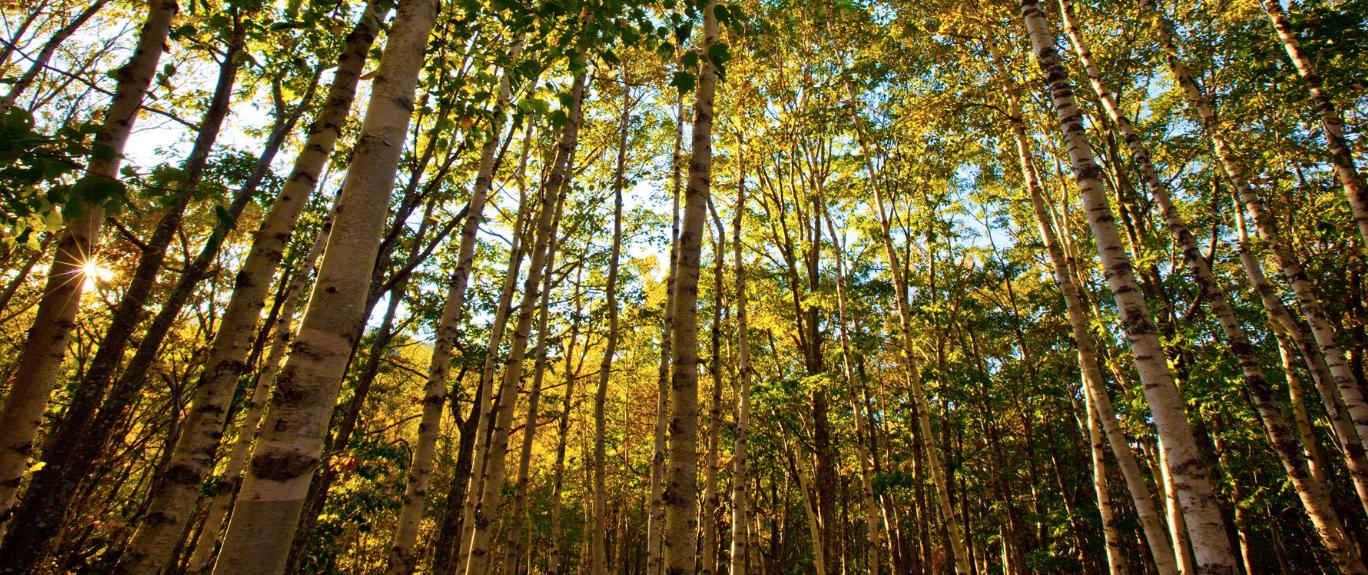 Why Apple bought a forest