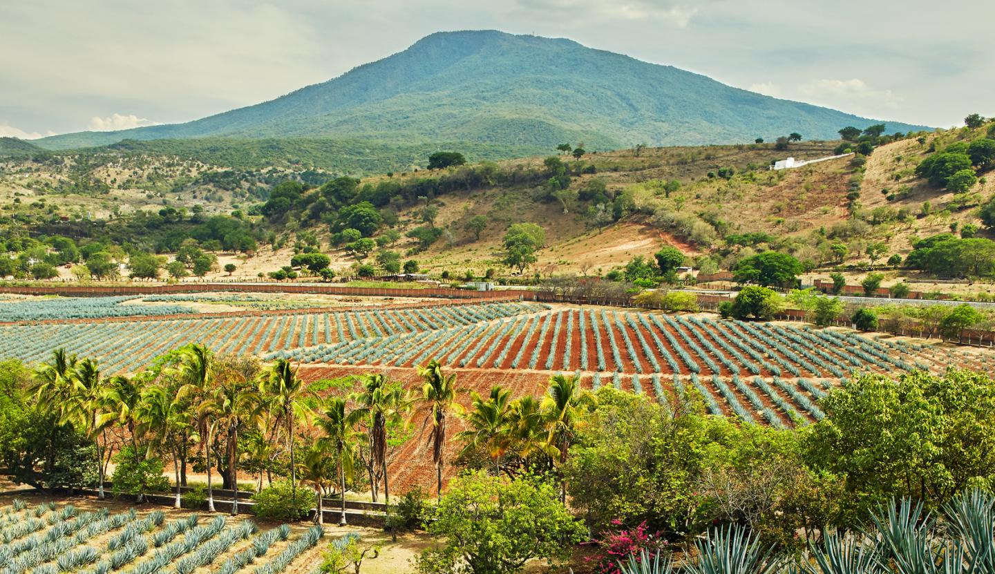 Sipping pretty: Tequila’s global ambitions