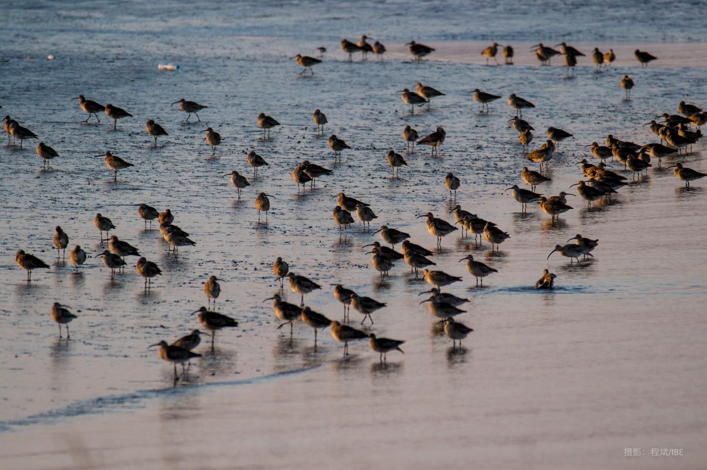 How a lesser-spotted Chinese billionaire is saving Alaska’s wildlife