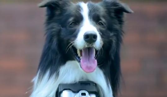 Nikon Dog Camera