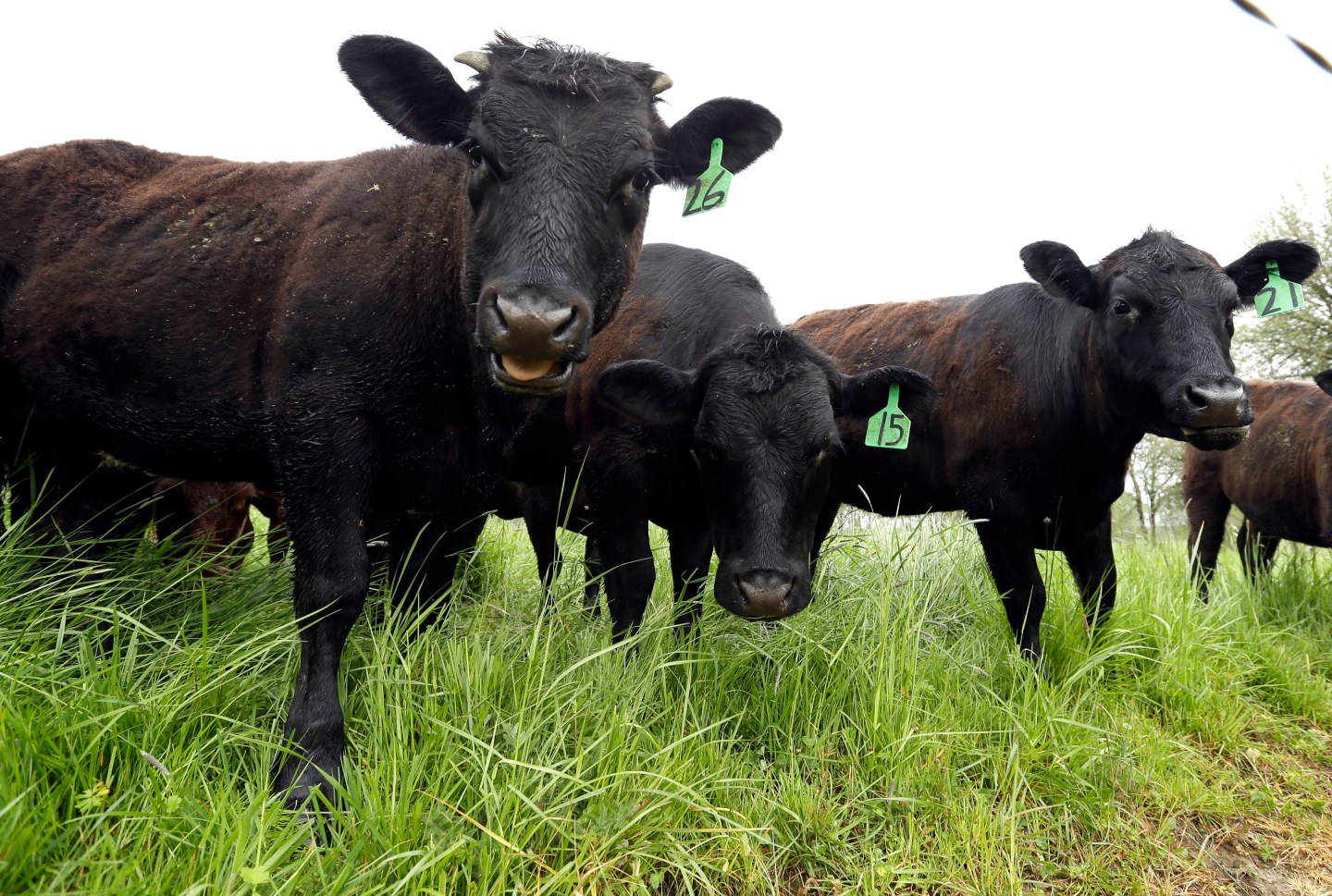 Food and Farm Livestock Antibiotics