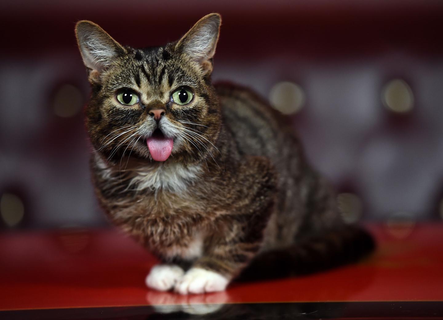 Lil Bub Meet And Greet - Los Angeles, CA