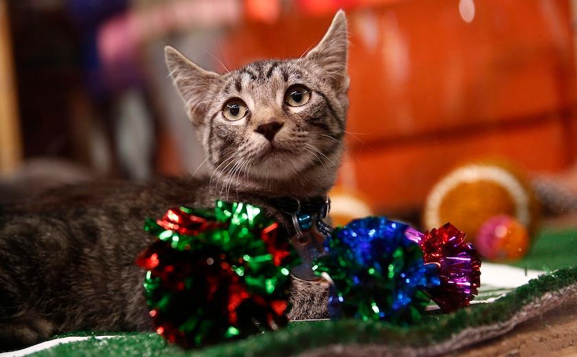 Kitten