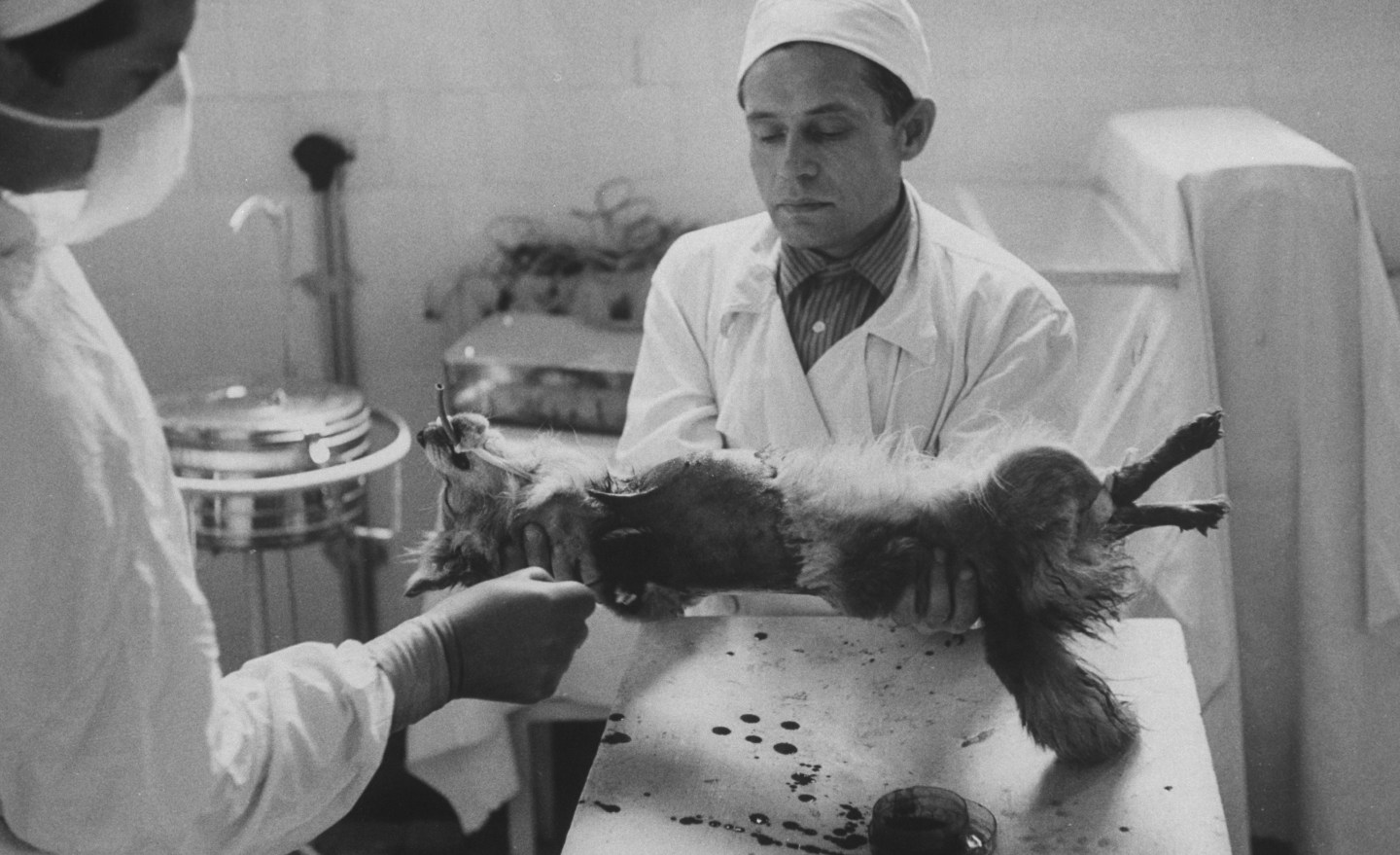 Vladimir P. Demikhov