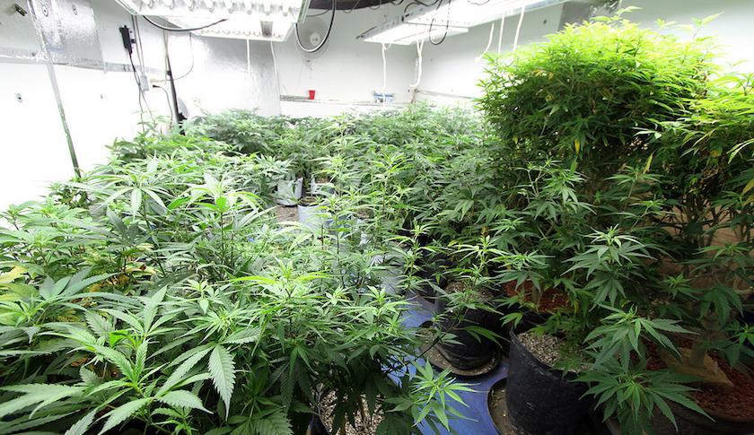 Oregon newspaper is looking for a marijuana critic