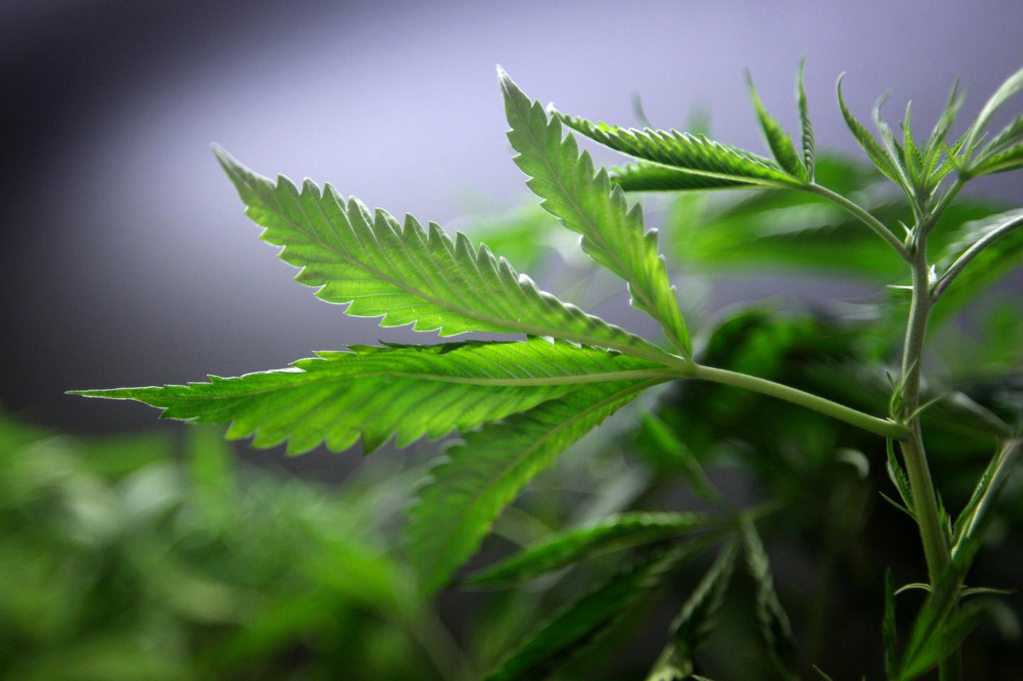 Marijuana plants for sale are displayed at the medical marijuana farmers market in Los Angeles