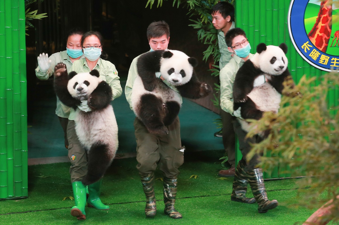 Only Living Panda Triplets Celebrate 1st Birthday In Guangzhou