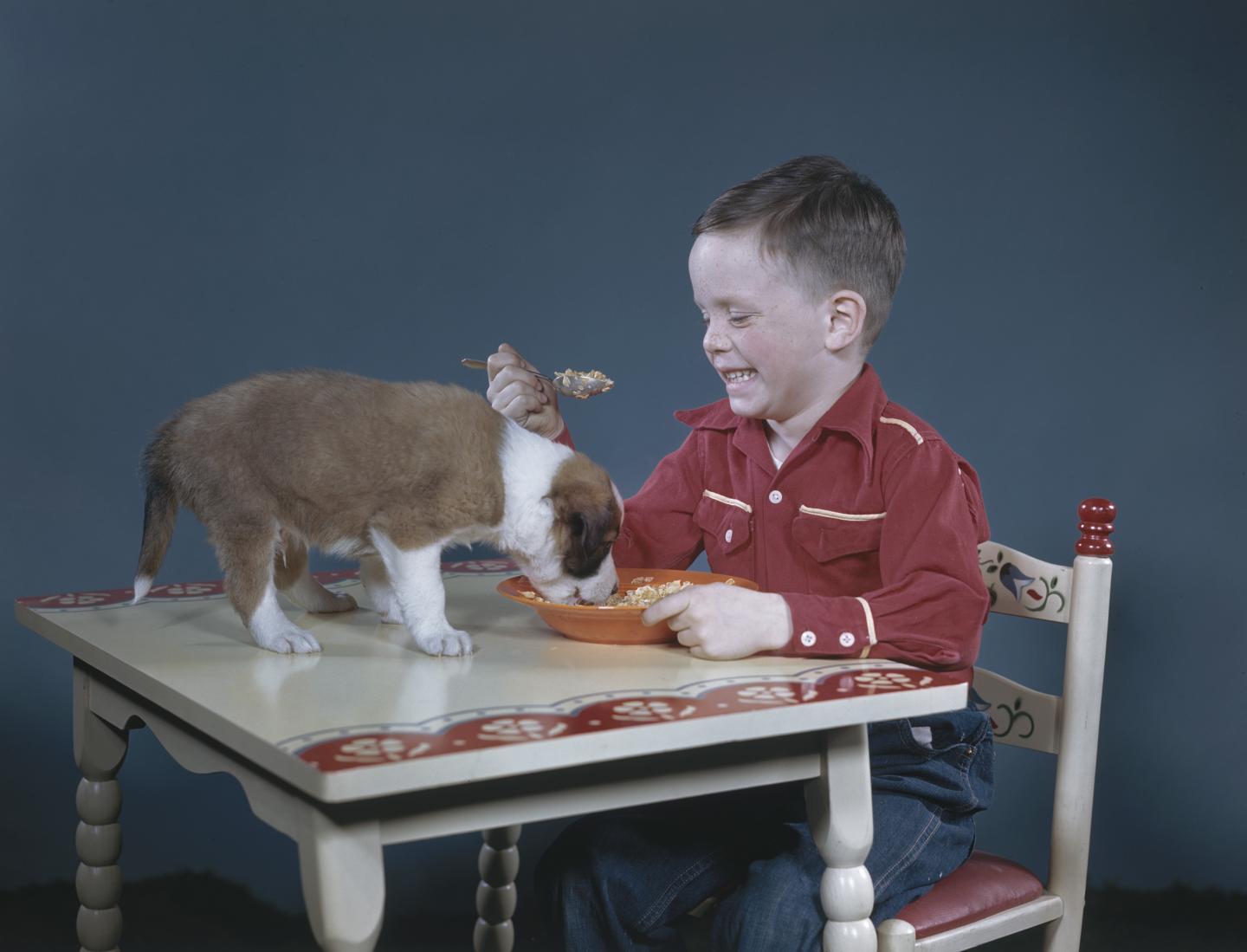 Dog's Breakfast