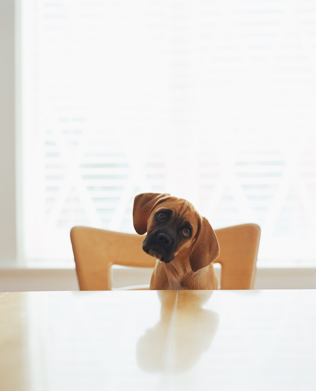 The 12 Best Companies For PetLoving Employees Fortune