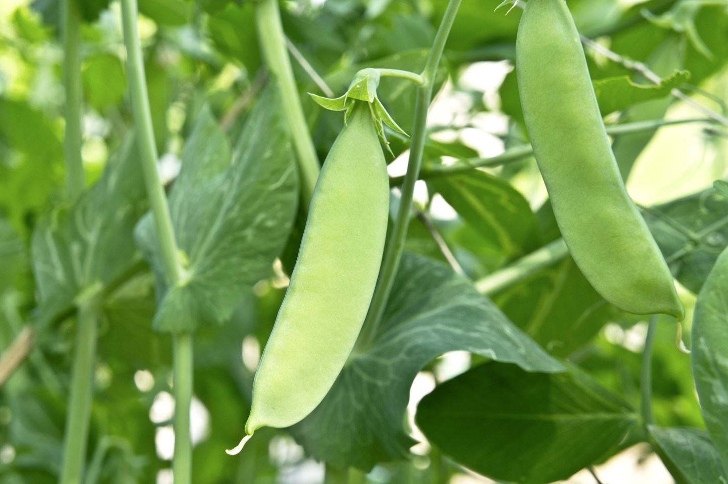 Green Pea