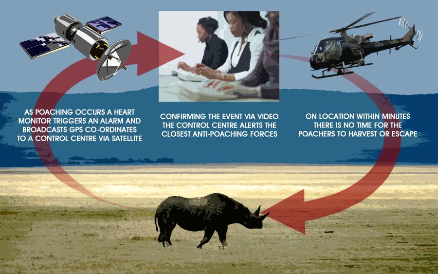 How the Internet of things is protecting endangered rhinos