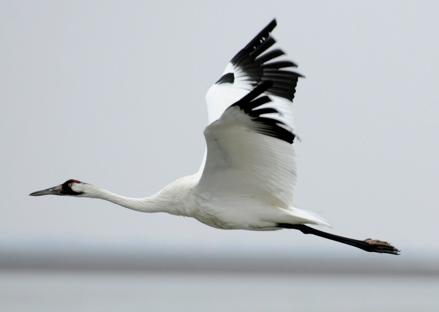 Whooping Cranes