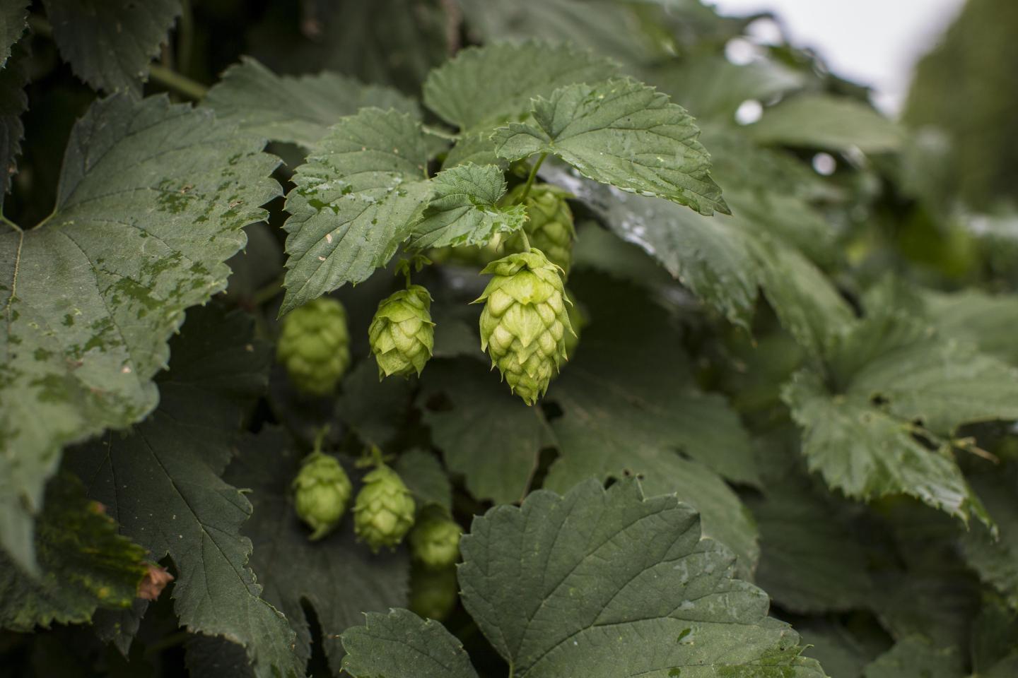 Seasonal craft beers you must try this fall
