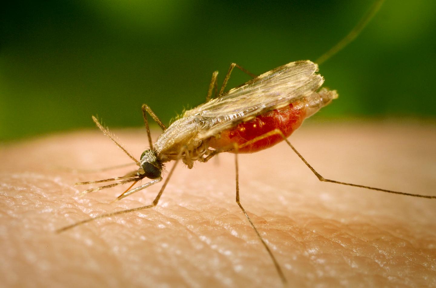 Anopheles Minimus