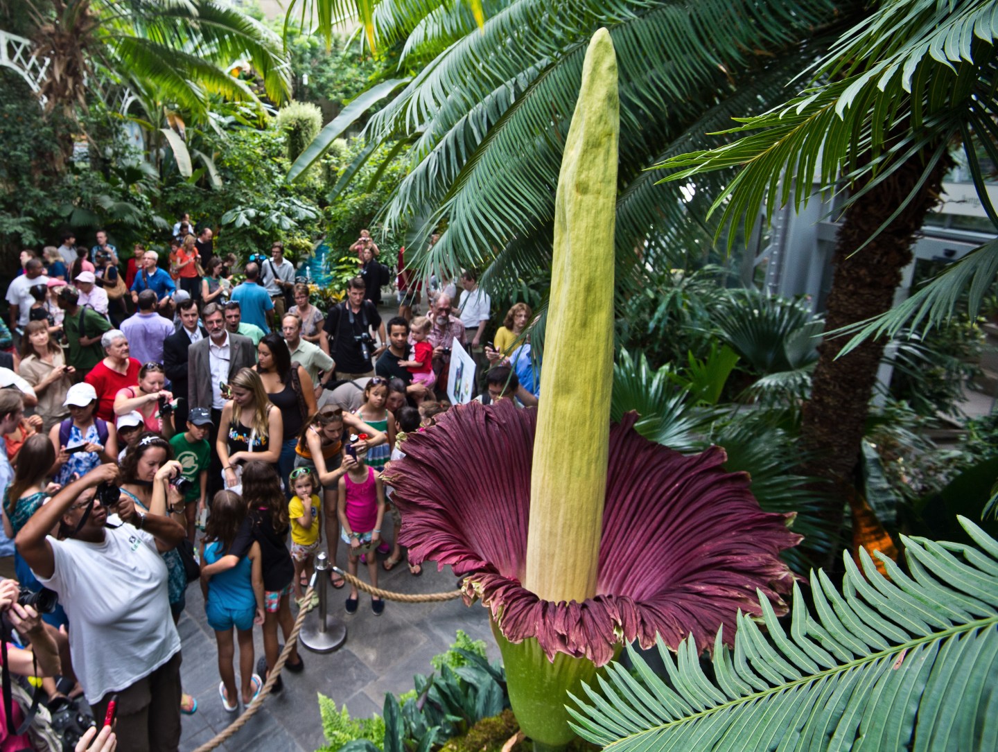 US-BOTANY-TITAN ARUM