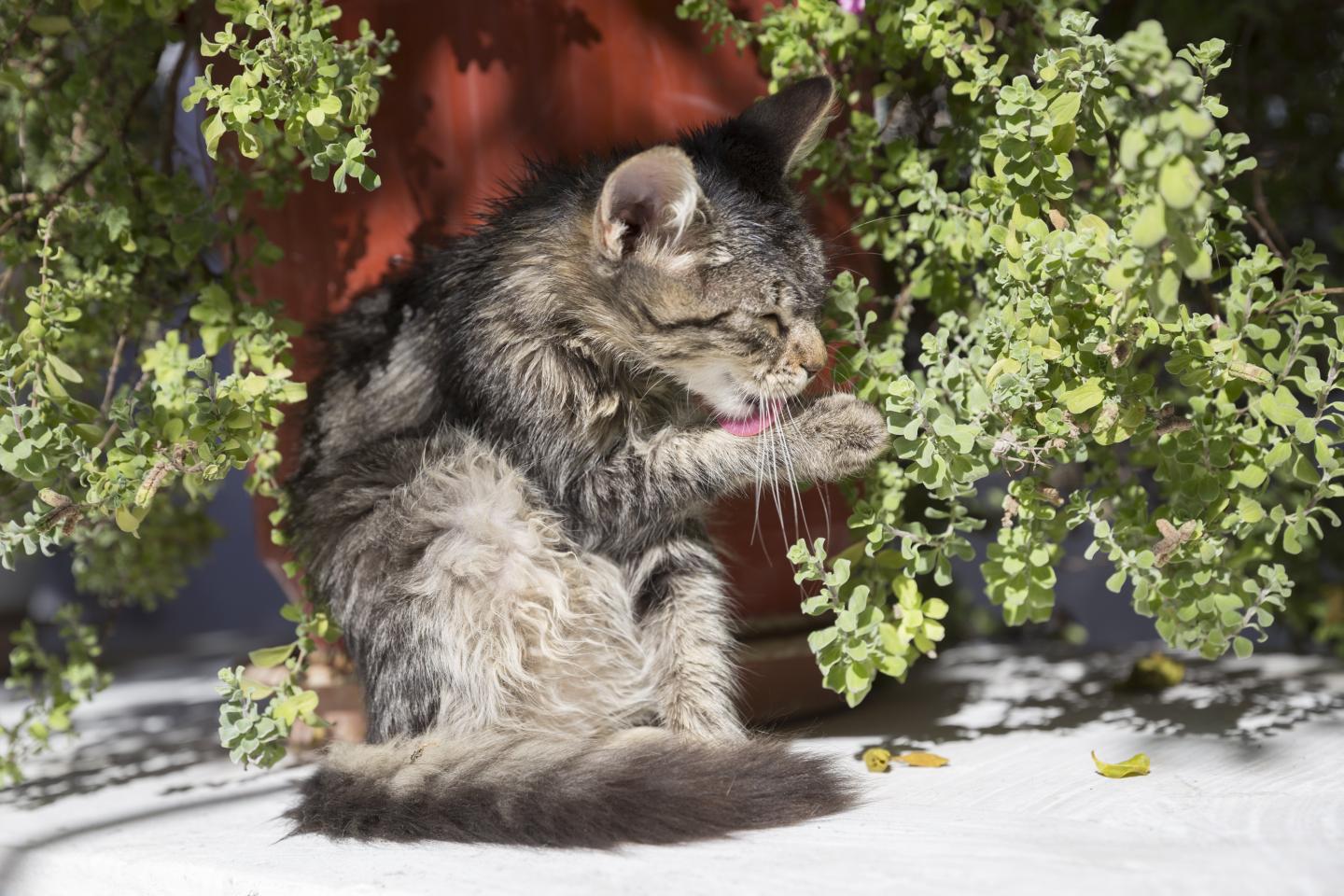 Cat at Paleokastritsa in Corfu, Greece