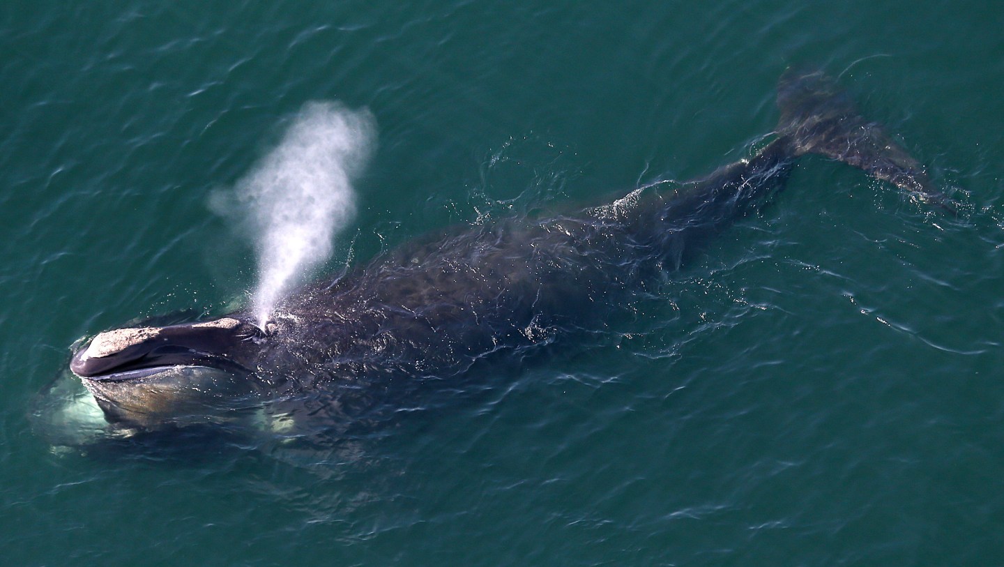 Right Whales Spotted Close To Shore On Cape Cod Bay