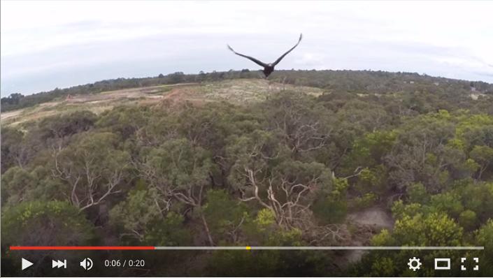 When it’s eagle vs. drone, the eagle always wins
