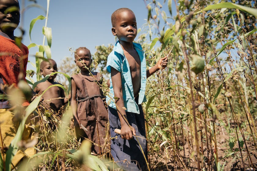 2014 December - Lamwo district, East Acholi province, Uganda. When children are on break from school (as these children, on Christmas holiday) they join their parents in the sesame fields for harvest. Sesame is an increasingly important crop in this region, both as a healthy food and as a valuable commodity. Agriculture employs about 80% of Uganda's workforce, so Mercy Corps partners with private agricultural businesses to build a more robust market where farmers have the information and knowledge they need to maximize the quality and yield of their crops as well as to successfully sell at market. Mercy Corps has pioneered the practice of contract farming, through its partnership with local output buyer, GADC. The contracts reduce the risk for famers to invest in a relatively new crop like sesame, and help them anticipate the prices they'll attain for their crops at the market. On average, farmers who have contracted with GADC report a 100% increase in their income earned from sesame.