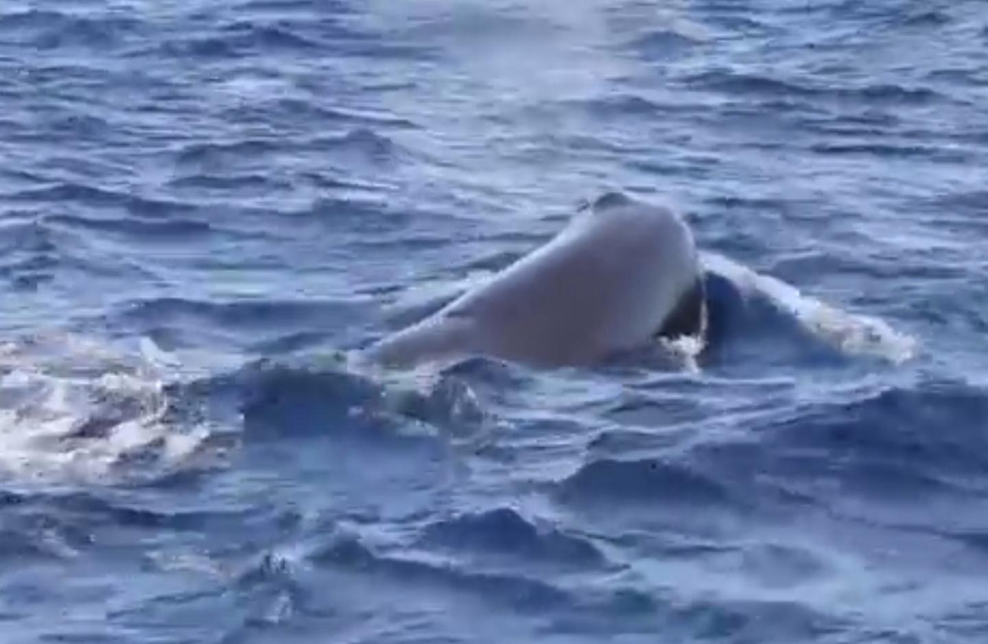 Environmentalists bet on drone to save the whales