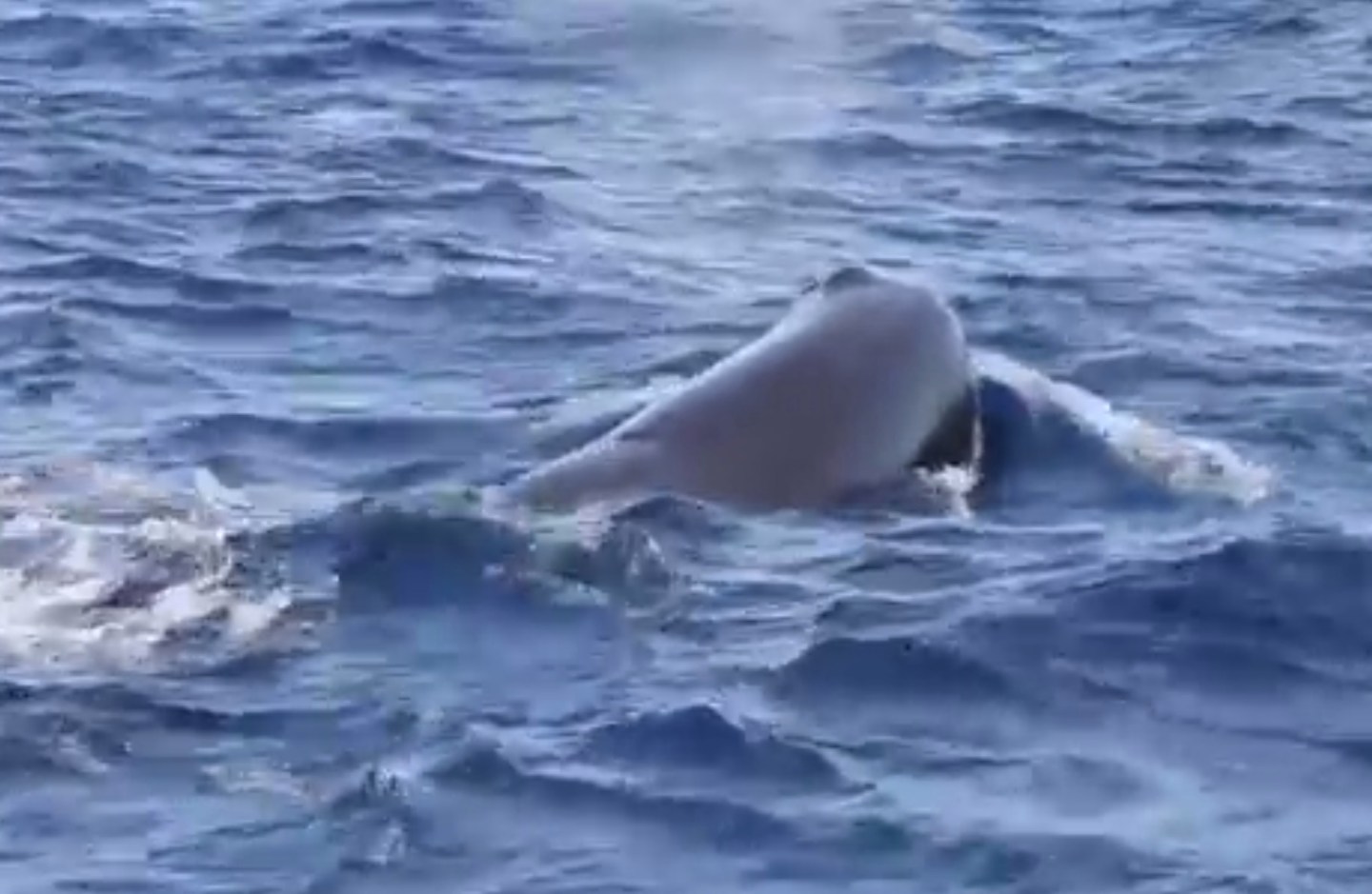 Environmentalists bet on drone to save the whales