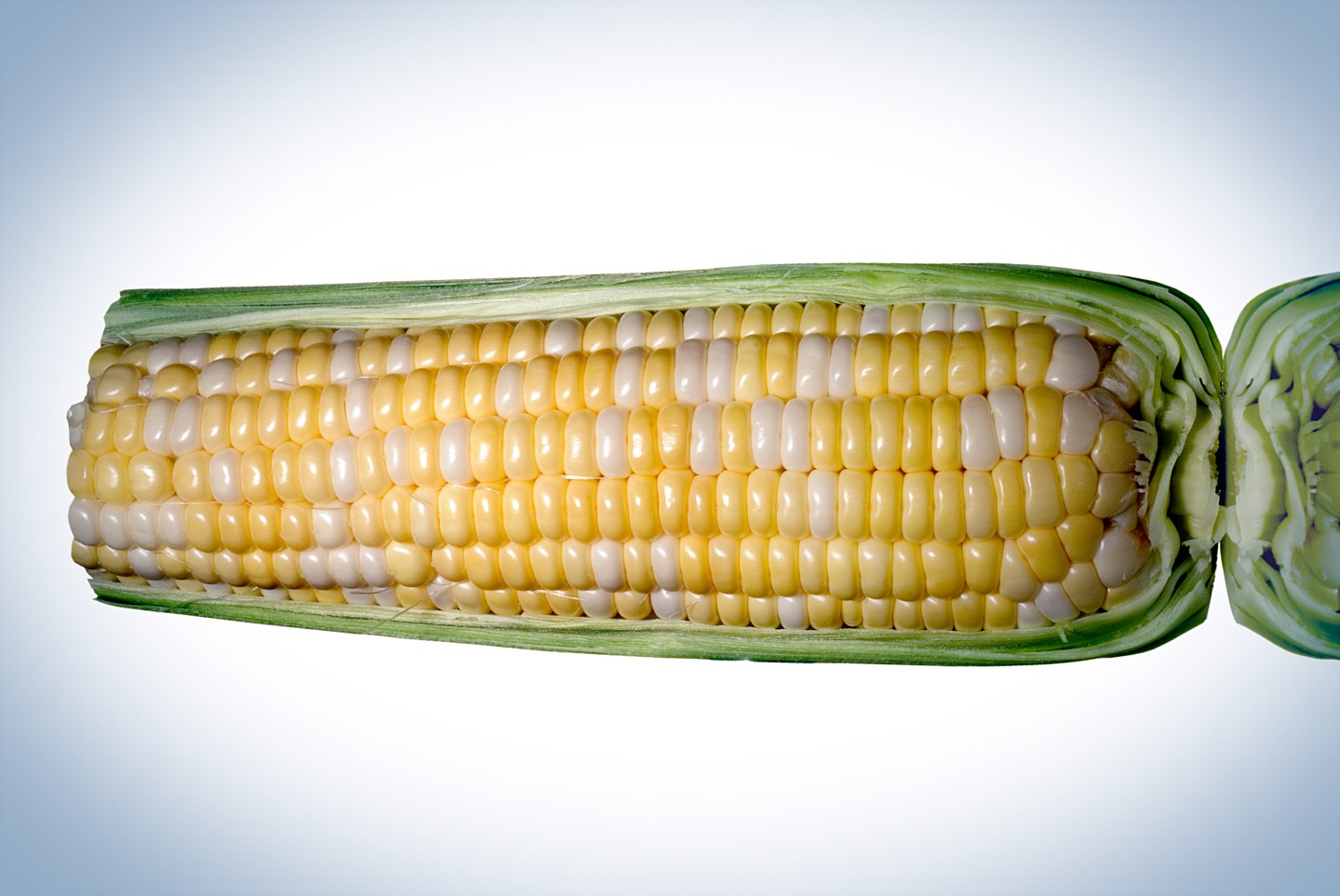 Corn ear on glass