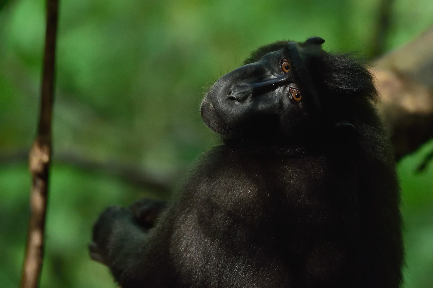 A Celebes crested macaque (Macaca nigra), also called