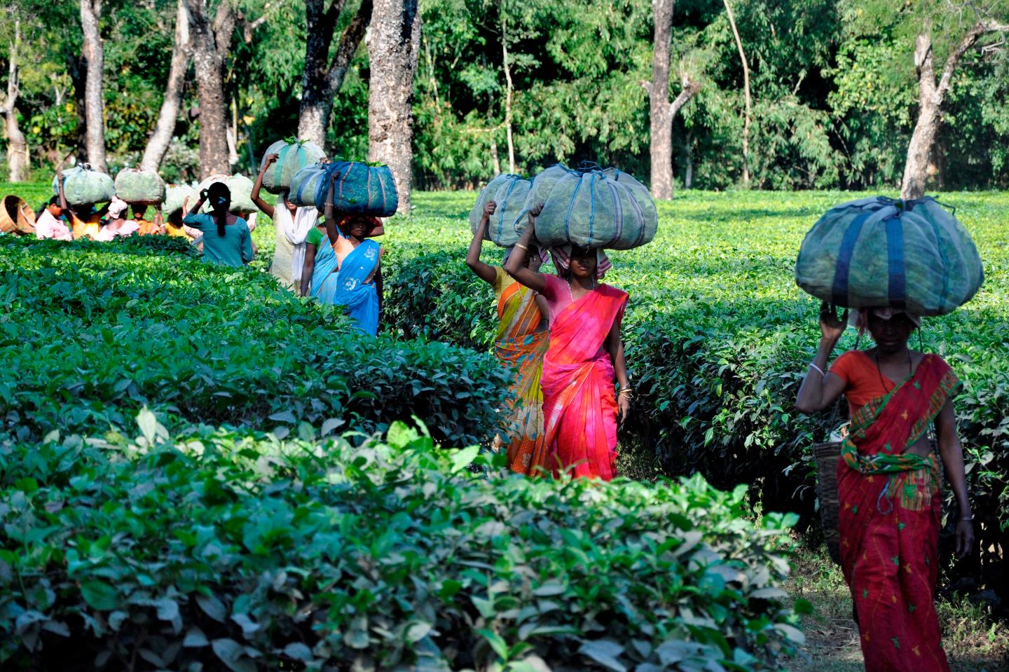 Tea Field. Assam. India.