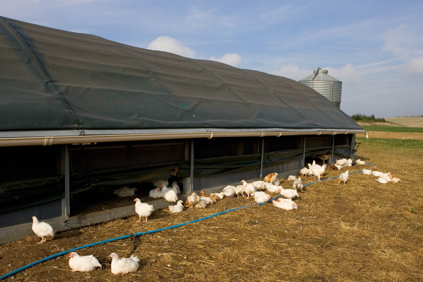 Organic Free-Range Chickens, UK