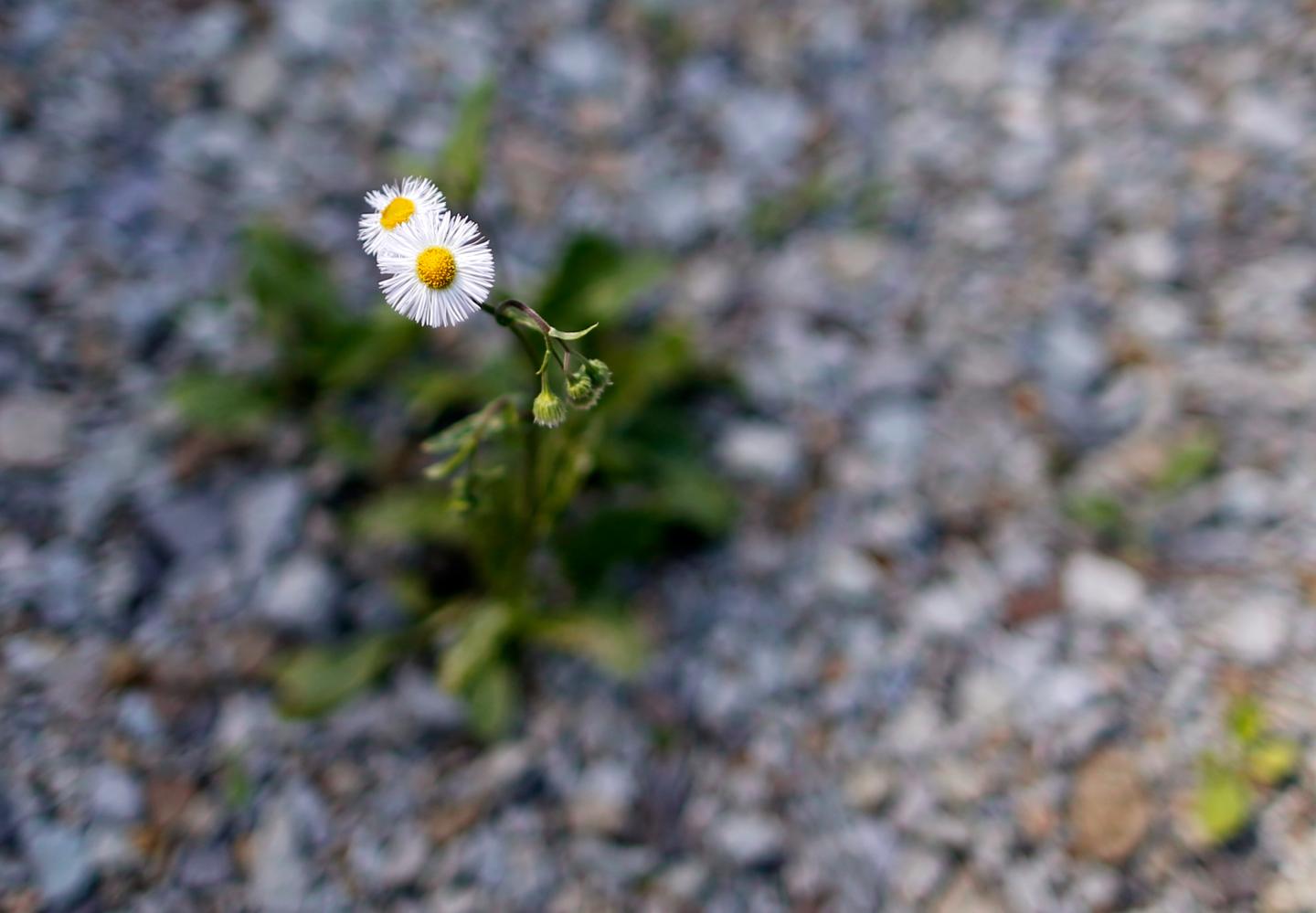 A flower sprouts from the ground at the premises of the home of Mikio Watanabe at Yamakiya district in Kawamata town, Fukushima prefecture