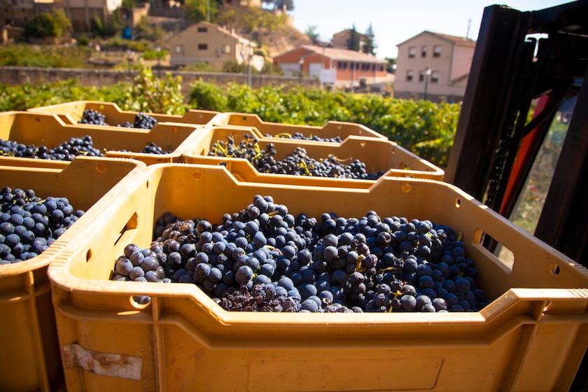 Harvest season in Briones, La Rioja, Spain