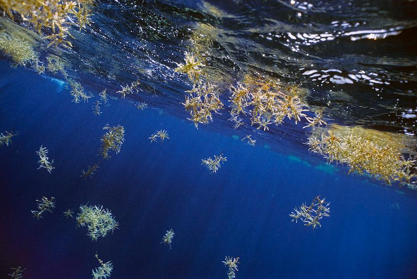 DOM-0095_Sargassum-seaweed.jpg