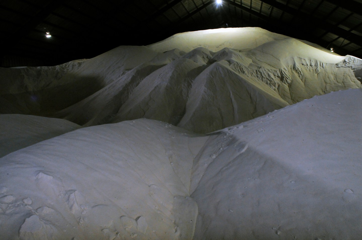Sugar Cane Harvesting At US Sugar Corp.