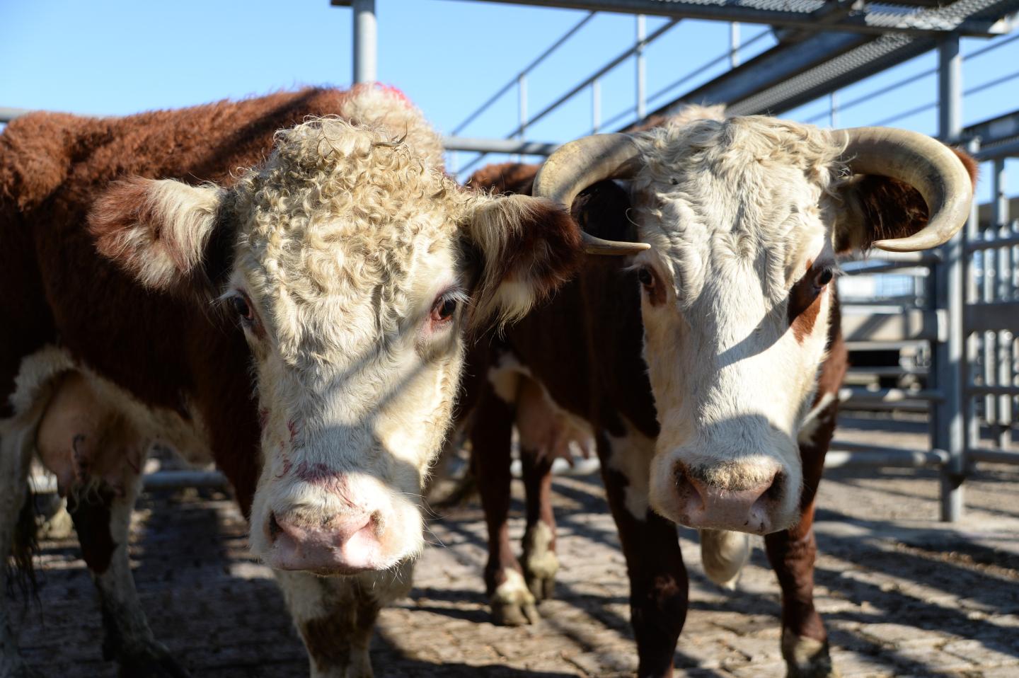 Prime Cattle Auction At The Central Victorian Livestock Exchange