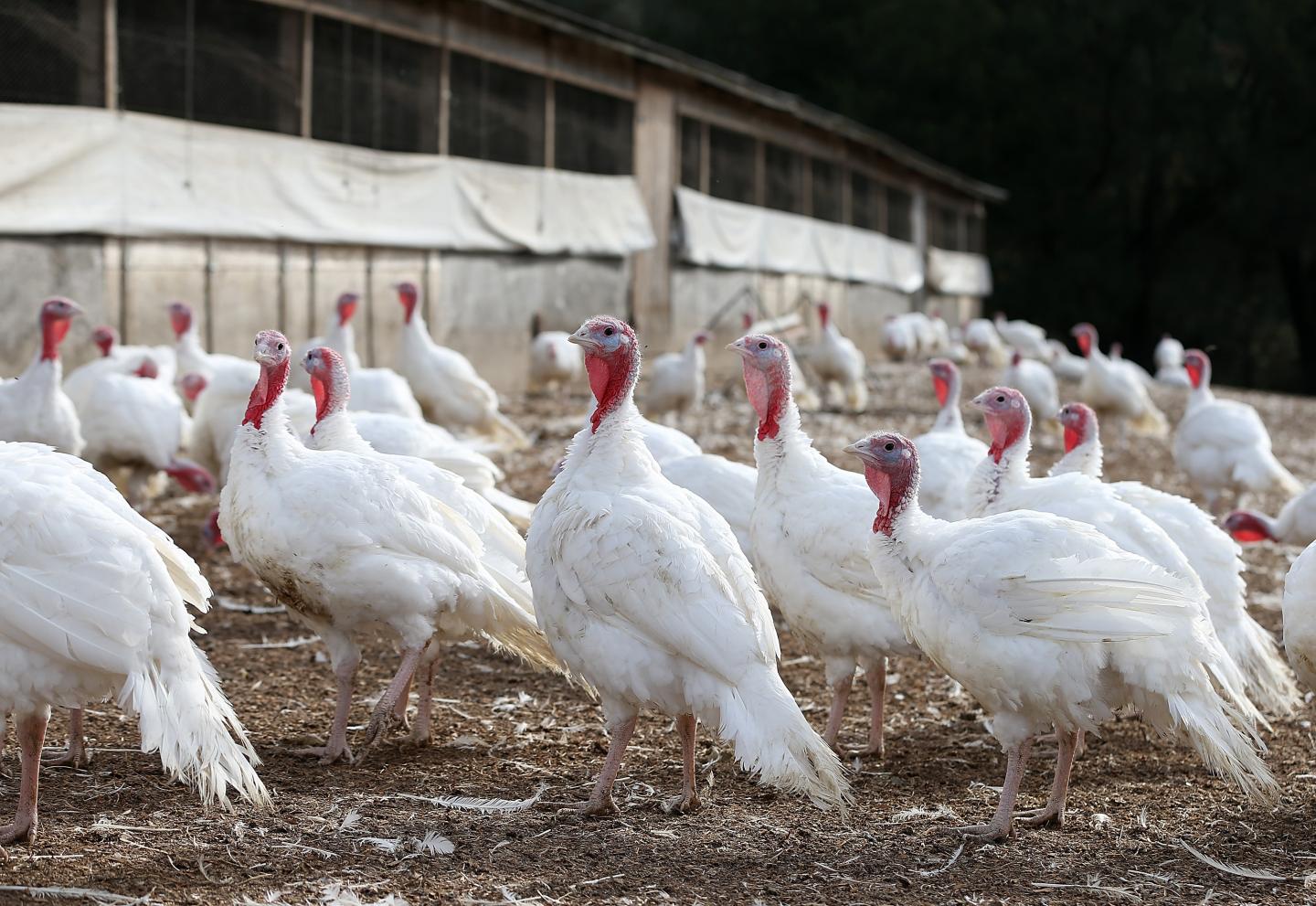 Turkeys Raised On California Farm