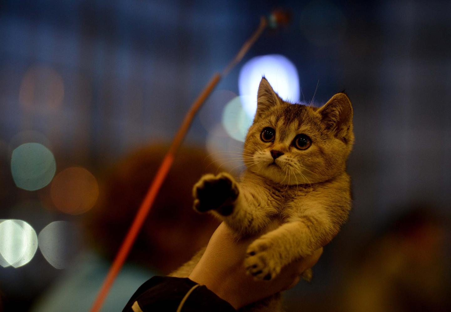 Kitten&Puppy Fair