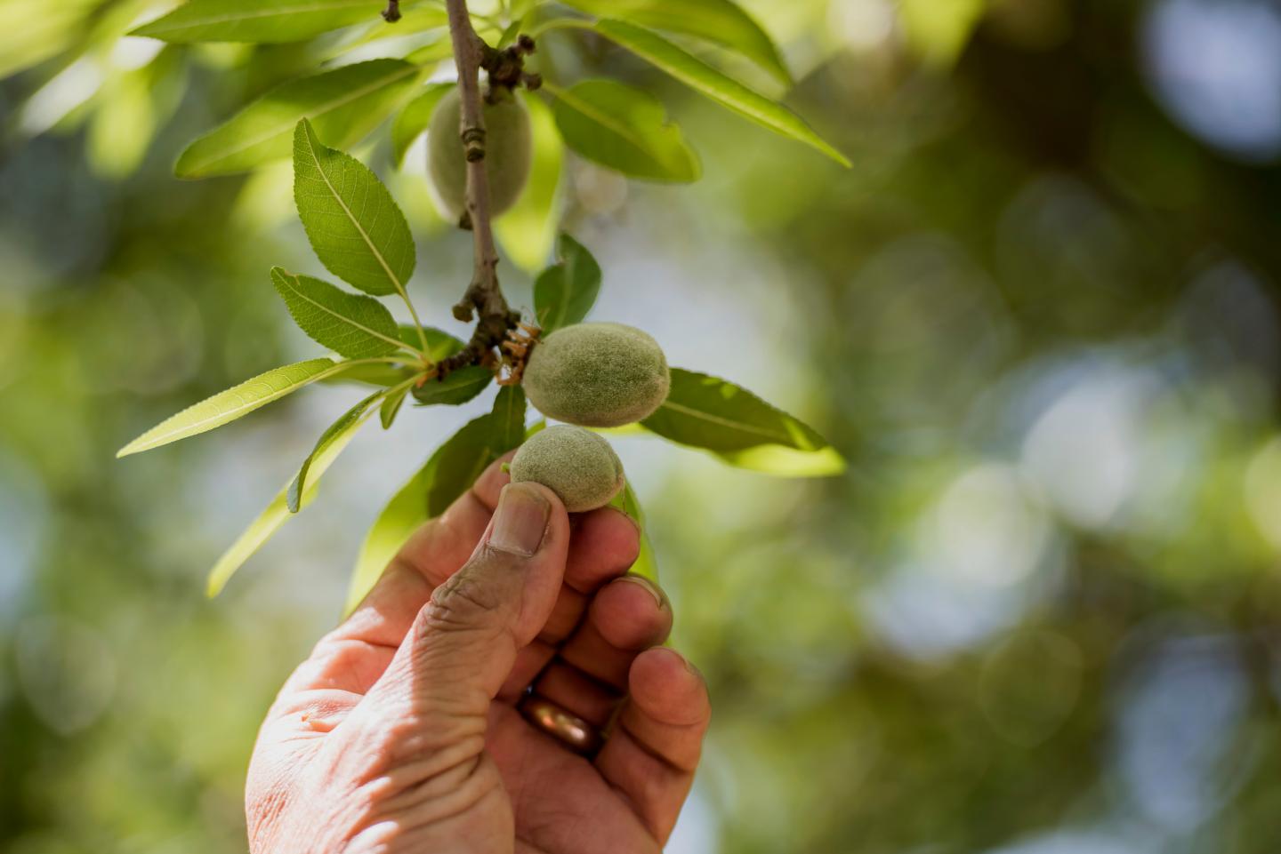 Prediction: These Popular Foods Will Get More Expensive in 2016