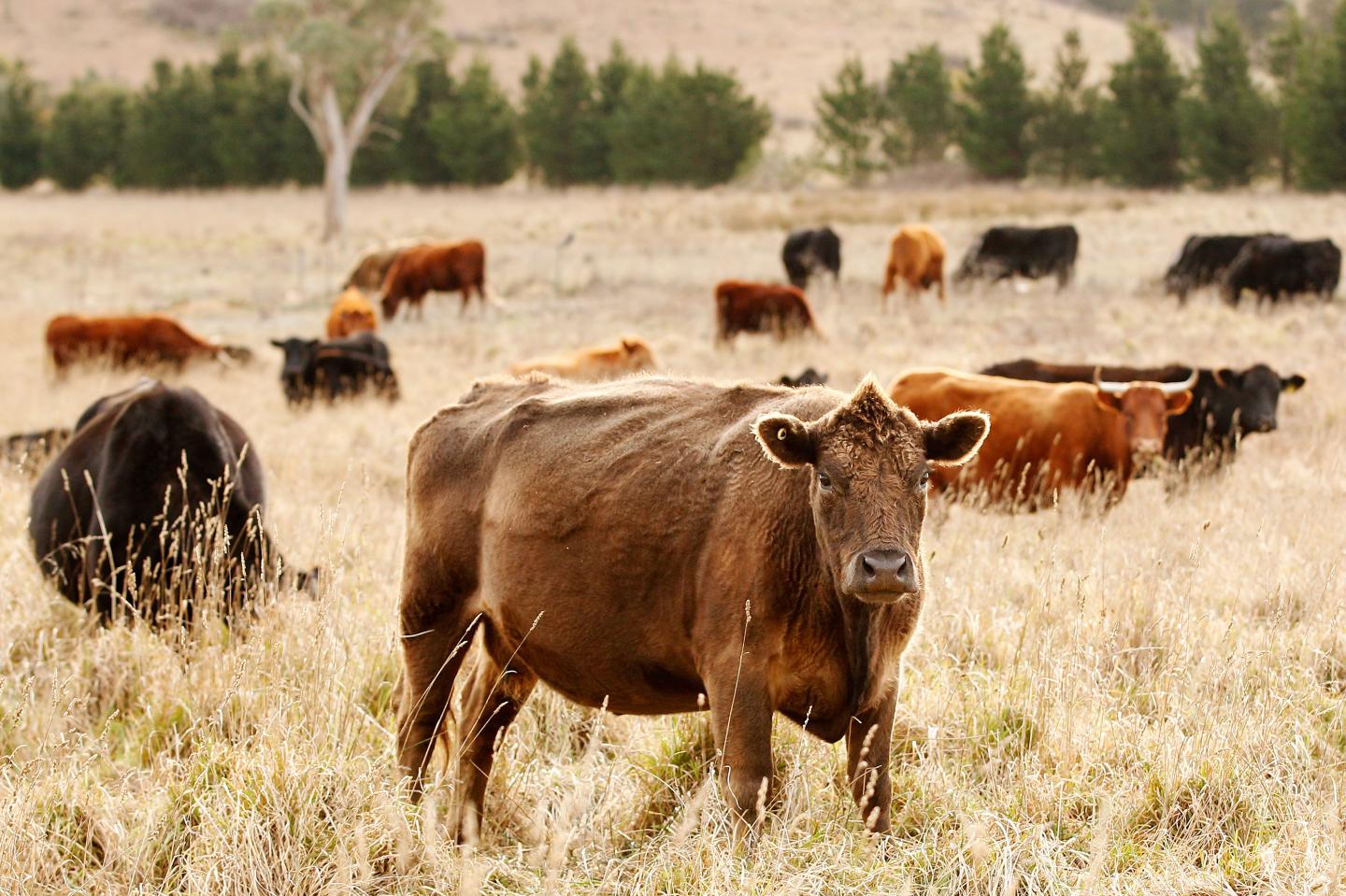 Free Range Hens And Livestock At Mulloon Creek Natural Farms
