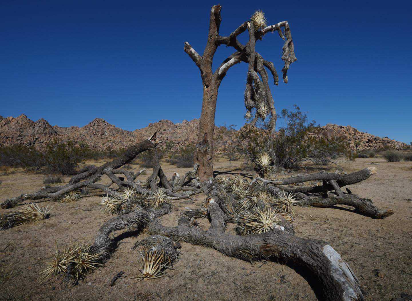US-ENVIRONMENT-CALIFORNIA-DROUGHT