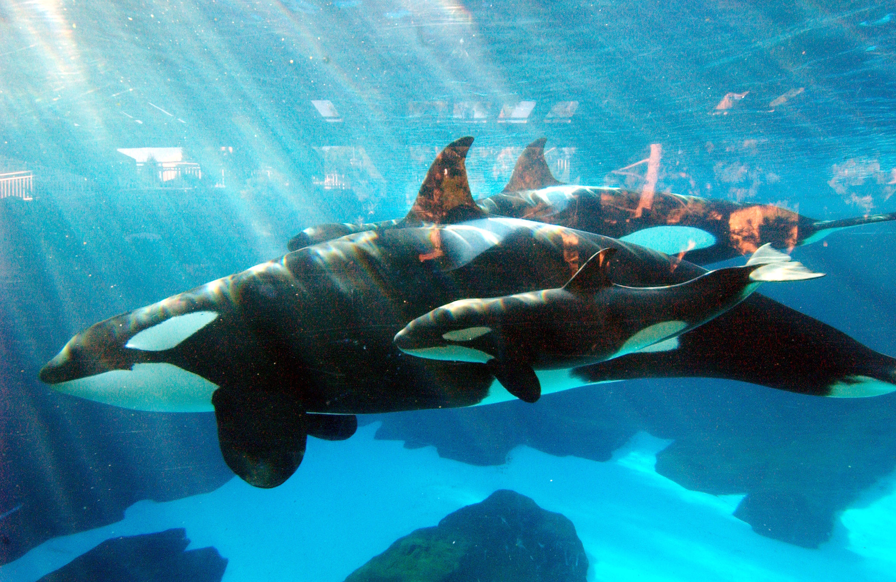Killer Whale Born At SeaWorld San Diego