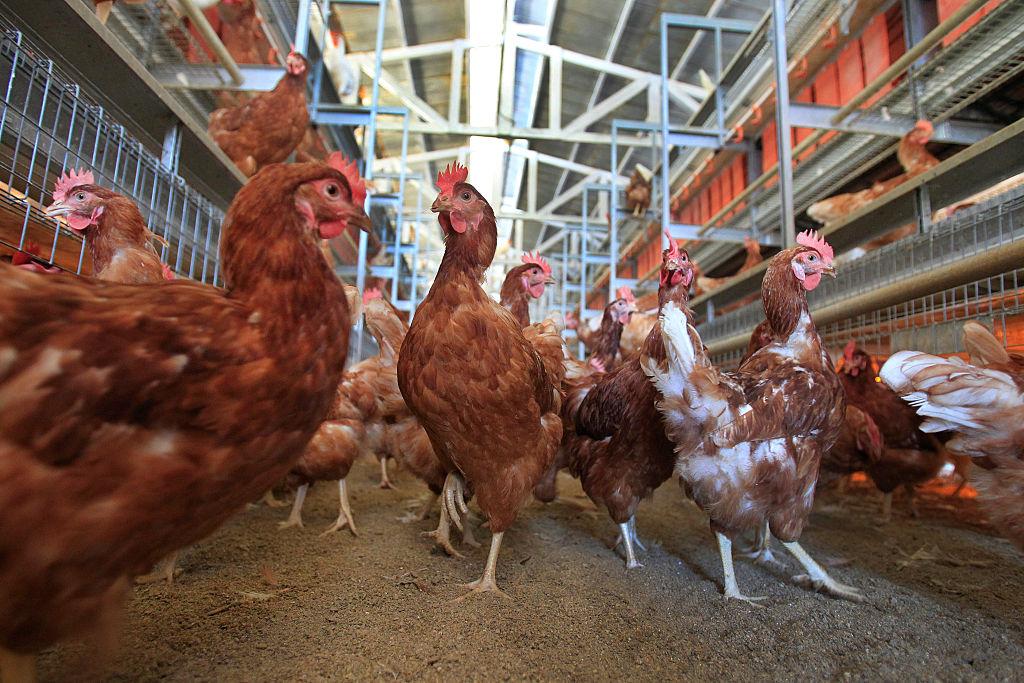 LAKEVIEW, CA  DECEMBER 19, 2014:  8,000 brown Leghorn and white Leghorn chickens roam about a cage-f