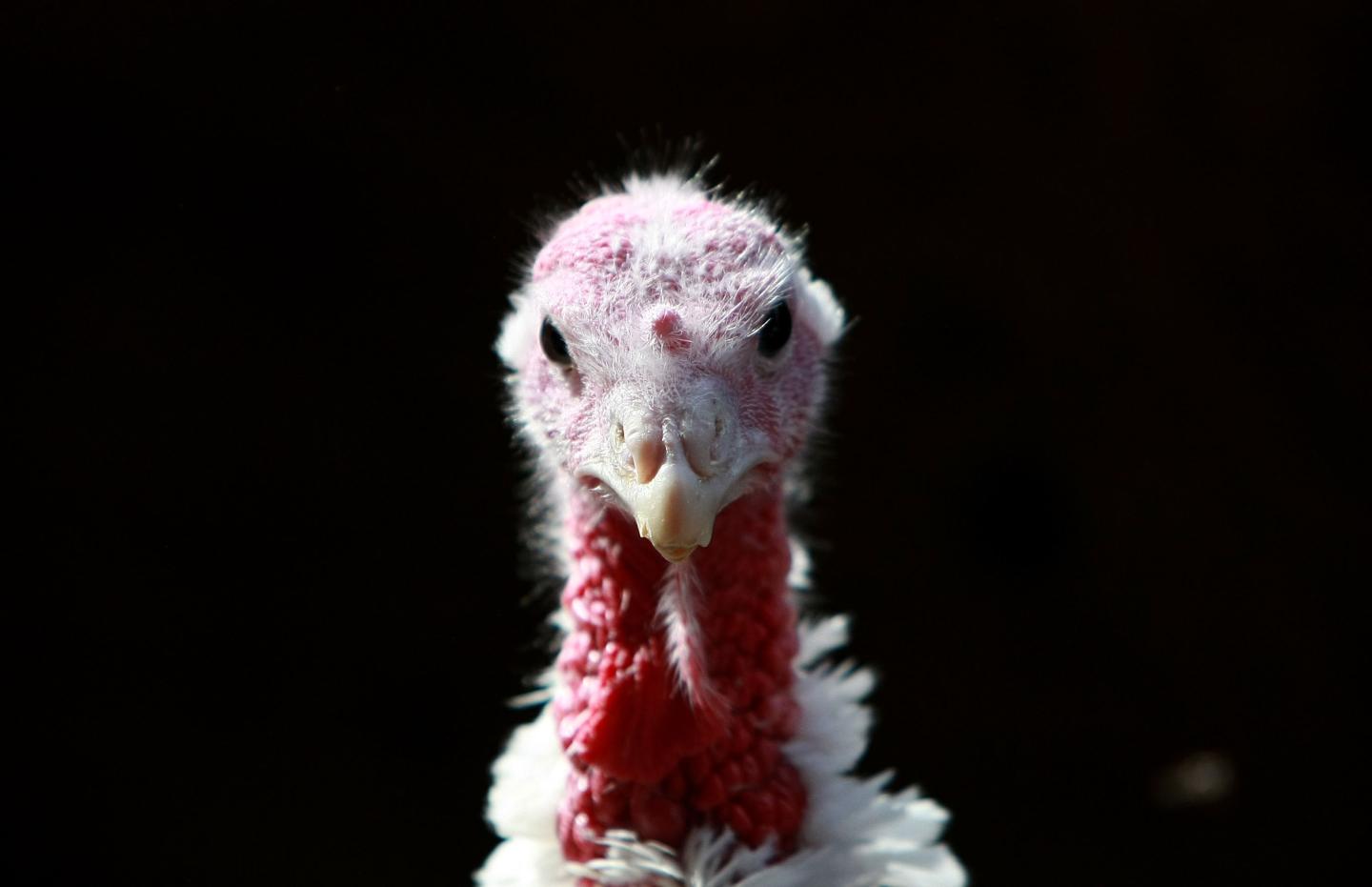 California Turkey Farm Raises Mainstay Of Thanksgiving Dinner