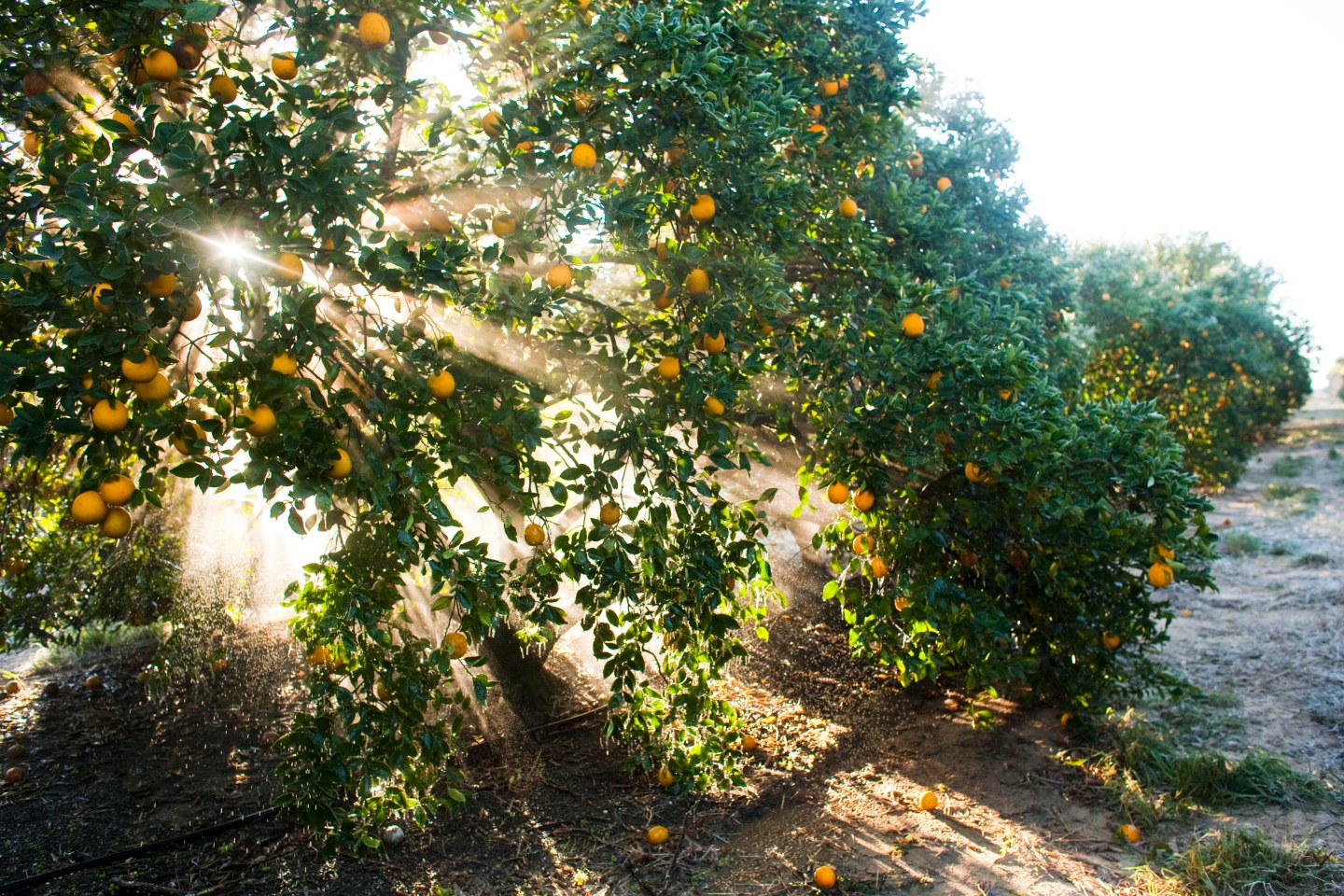 Oranges hang from a tree at a commercial grove near Winter G